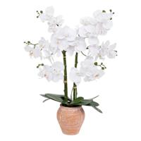 Orchidee bloemen kunstplant in sierlijke terracotta bloempot - witte bloemen - H65 cm - thumbnail