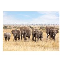 Dieren kinderkamer poster Afrikaanse olifanten op Savanne 84 x 59 cm - thumbnail