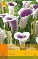 Zantedeschia picasso 1st bloembol zomer Zantedeschia JUB - Jub