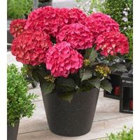 Hydrangea Macrophylla "Black Diamond® Red Angel"® boerenhortensia - 25-30 cm - 1 stuks