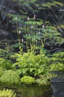 Adderwortel / Polygonum bistorta Adderwortel / Polygonum bistorta