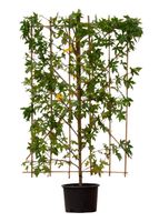 Amberboom haagelement Liquidambar styraciflua 180 cm - Warentuin Natuurlijk - thumbnail