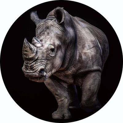 Glasschilderij rond Neushoorn