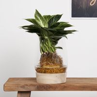 Philodendron White Wave - Lichtplantje