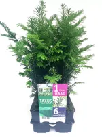 Taxus Baccata 6-pack Taxus Baccata 6-pack