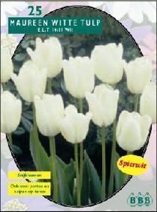 Tulp