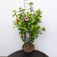 Hibiscus struik Hamabo - 60 - 80 cm - 5 stuks - thumbnail