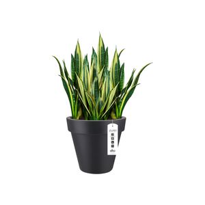 elho pure round 50 Binnen/buiten Plantenpot Vrijstaand Lineaire lagedichtheidpolyetheen (LLDPE) Antraciet