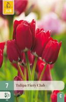 Tulp Fiery club 7 bollen - thumbnail