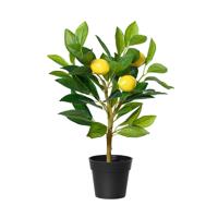 Decoratieve plant Everlands Plastic Citroenboom 17 x 24 x 43 cm