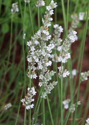 Witte lavendel