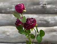 Roze 3 knopen donkerrood - Buitengewoon de boet
