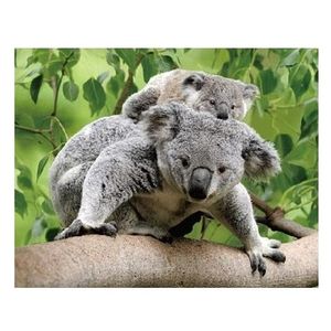 3D magneten koala beertjes