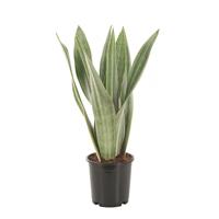 Sansevieria Metallica (Witte Vrouwentong) - P 12 cm