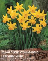 Prins narcis february gold 25 bollen