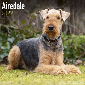 Kalender 2025 Airedale Terrier