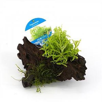 Pogostemon helferi - op drijfhout - aquarium plant