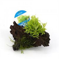 Pogostemon helferi - op drijfhout - aquarium plant - thumbnail