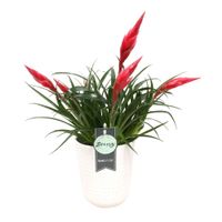 Bromelia Vriesea multiflora Astrid in pot - thumbnail