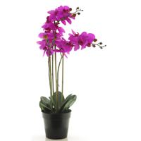 Nova Nature - (Best) RT Phalaenopsis Bora x3 in pot 60cm fuchsia - thumbnail