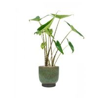Plant in Pot Alocasia Zebrina 90 cm kamerplant in Linn Deep Green 25 cm bloempot - thumbnail