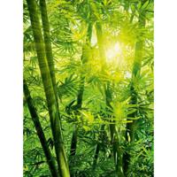 Fotobehang - Bamboo Forest 192x260cm - Vliesbehang
