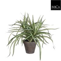 6 stuks! Dracaena wit in pot stan grijs d11,5 cm h34xd40 cm Mica Decorations (e) - Mica decorations e