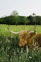 Tuinschilderij hoogl veld 70x50 - Customize it