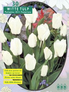 Tulp
