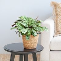 Ctenanthe Burle Marxii (Calathea Amabilis) - P12