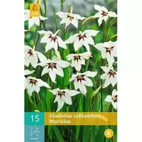 15 Gladiolus Callianthus Murielae