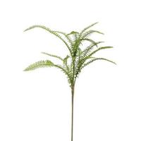 Fern boston mix spray 60 cm - Emerald