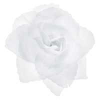 Trouwauto bloemen - Bruiloft - wit - rozen -24x stuks - 9 cm - just married
