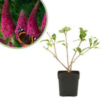 Buddleja davidii &apos;Pink Delight&apos; - Vlinderstruik - P9