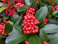Skimmia