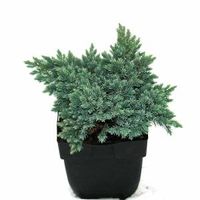 Jeneverbes (Juniperus squamata "Blue Star") conifeer - thumbnail