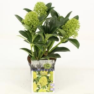 Skimmia (Skimmia Japonica “White Globe”®) heester - 15-20 cm (P10.5) - 11 stuks