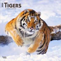 Tijger Kalender 2026