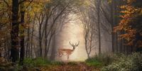 Karo-art Schilderij -Hert in het bos, premium print  , 2 maten (wanddecoratie) - thumbnail