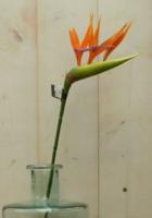 Kunstparadijsvogelbloem strelitzia op steker oranje - Warentuin mix