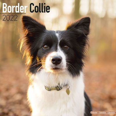 Kalender 2025 Border Collie