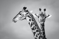 Karo-art Schilderij - Giraffen zwart-wit,  2 maten, Premium print