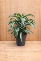 Drakenbloedboom Dracaena Fragrans Jade Jewel/Groen-wit H40-60 cm potmaat 17 cm 1 stam kamerplant Warentuin Natuurlijk - Warentuin natuurlijk