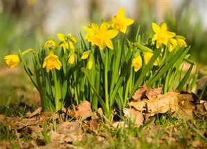 Narcissen Tete a Tete (XL-Verpakking)