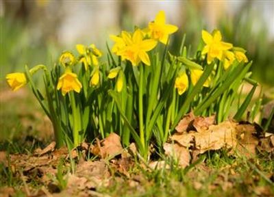 Narcissen Tete a Tete (XL-Verpakking)