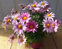 Margriet roze eenjarige plant Leucanthemum Warentuin Natuurlijk - Warentuin natuurlijk