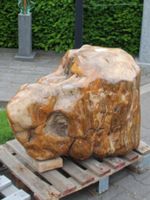 Fossiel hout C71, 62 cm