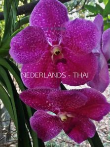 Nederlands - Thai - JEF STIJNEN - ebook