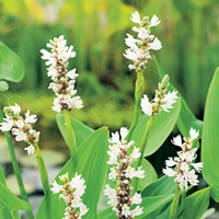 Snoekkruid wit / Pontederia cordata 'Alba'