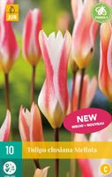 Tulp clusiana stellata 10 bollen